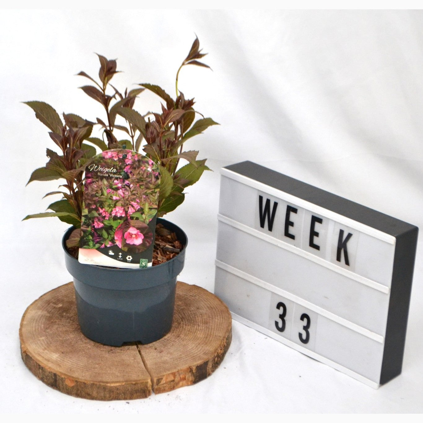 Praktweigela – Weigela florida 'Victoria' - C2 50-60 CM